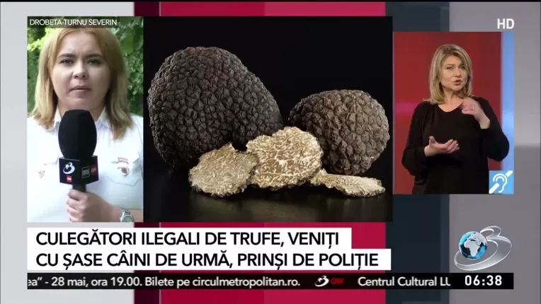 Culegatori ilegali de trufe, veniti cu sase caini de urma, prinsi de Politie