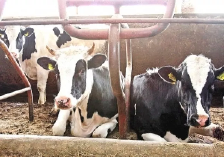 Fermierii au protestat cerand subventii in avans