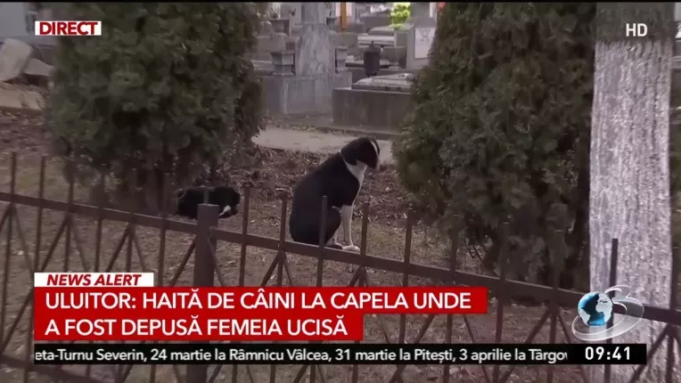 Haita de caini la capela unde e depusa Ana Oros