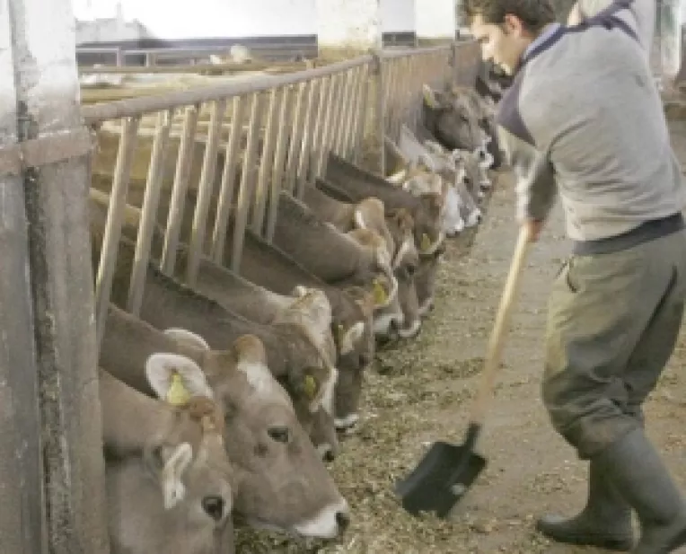 Incepe controlul pentru subventiile din zootehnie