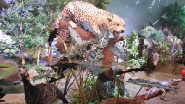 "Mamiferele desertului african", la Muzeul Antipa