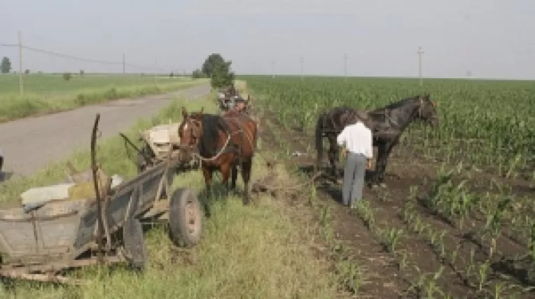 Subventiile pentru legume ecologice, reluate