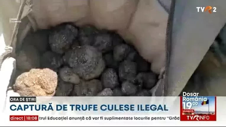 Un barbat care culegea ilegal trufe a fost prins de jandarmi