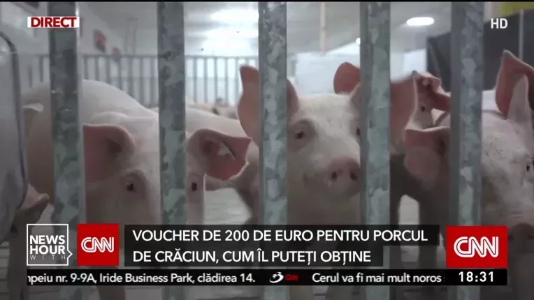 Voucher de 200 de euro pentru porcul de Craciun. Cum il puteti obtine.